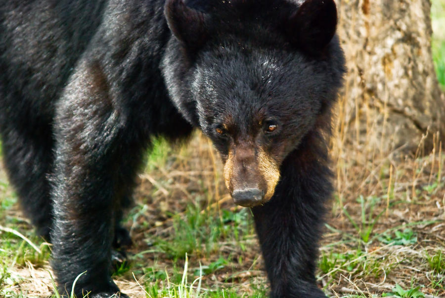 20100520-0864 Black Bear Male