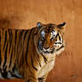 0276 Bengal Tiger