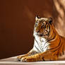 0895 Bengal Tiger