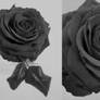 La rose noire.