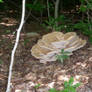 Huge Fungi