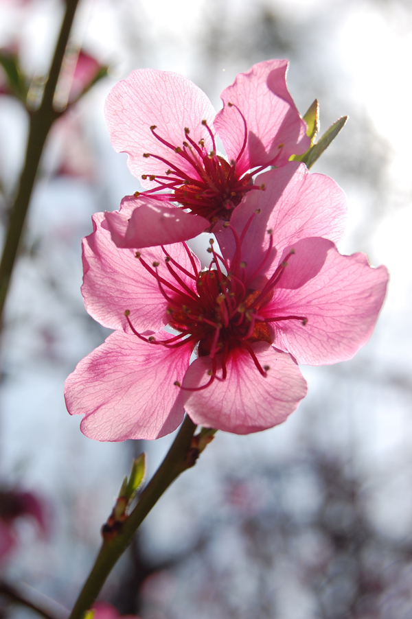 peach blossoms