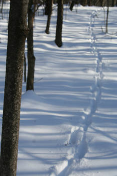 Foot Steps in the Snow