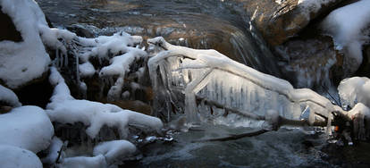 An Icy Branch