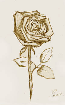 A Rose