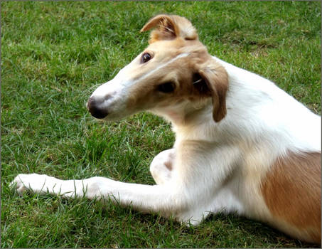 Borzoi Puppy