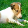 4 Week Old Borzoi