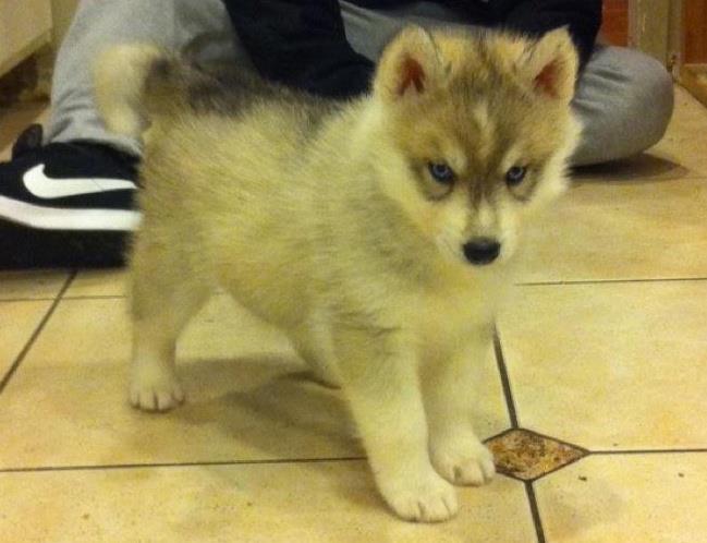 puppy wolf link