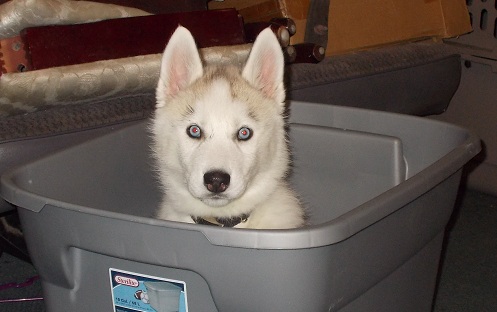 tub full of puppy