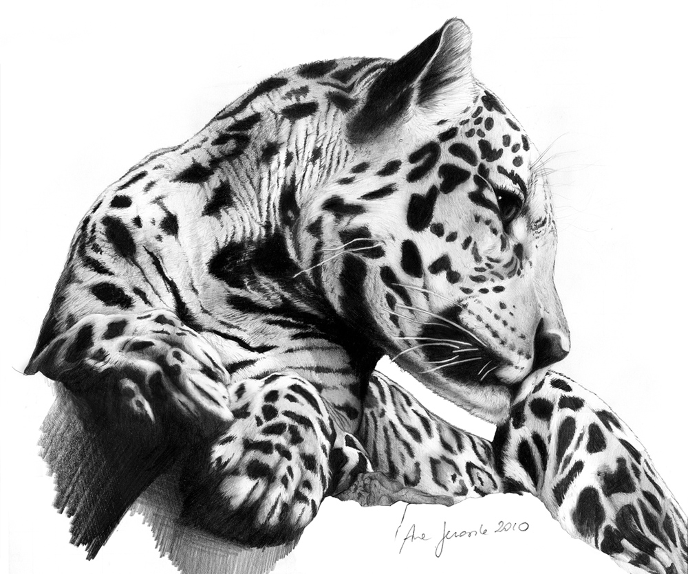 Panthera Onca