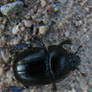 Dung-beetle