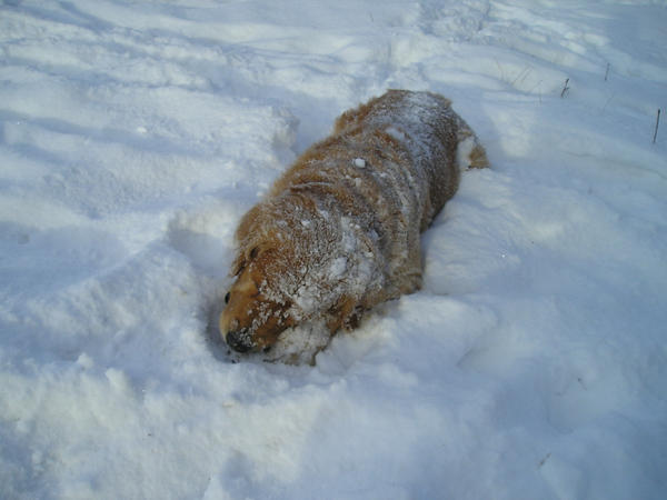 Snow Covered Retriever