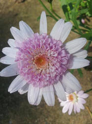 Daisies and Dew Drops