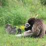 Nothern white-cheeked gibbon