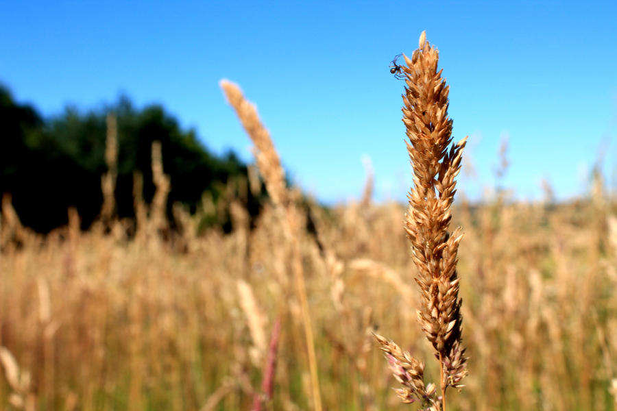 Spider on wheat