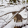 Kitty Winter Wonderland