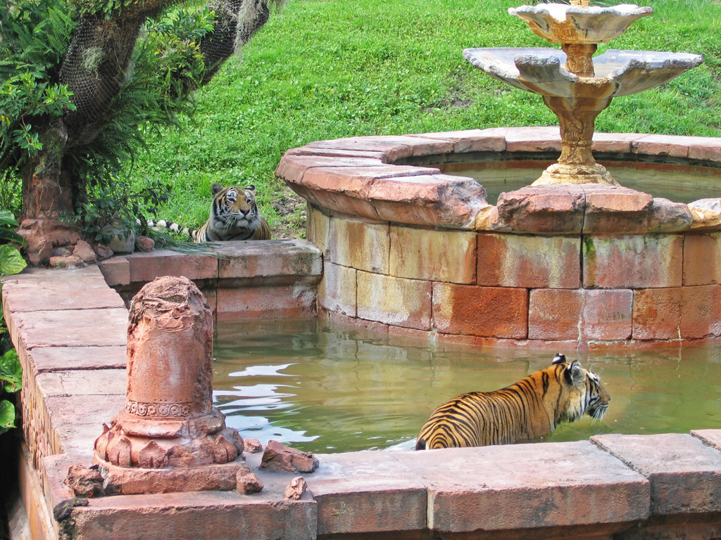 Can I swim, too?