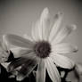 Old school capture'ing