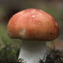 A Mushroom in the Woods