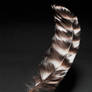 Feather