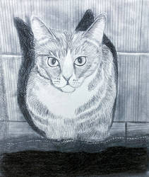 Spyder Cat pencil sketch