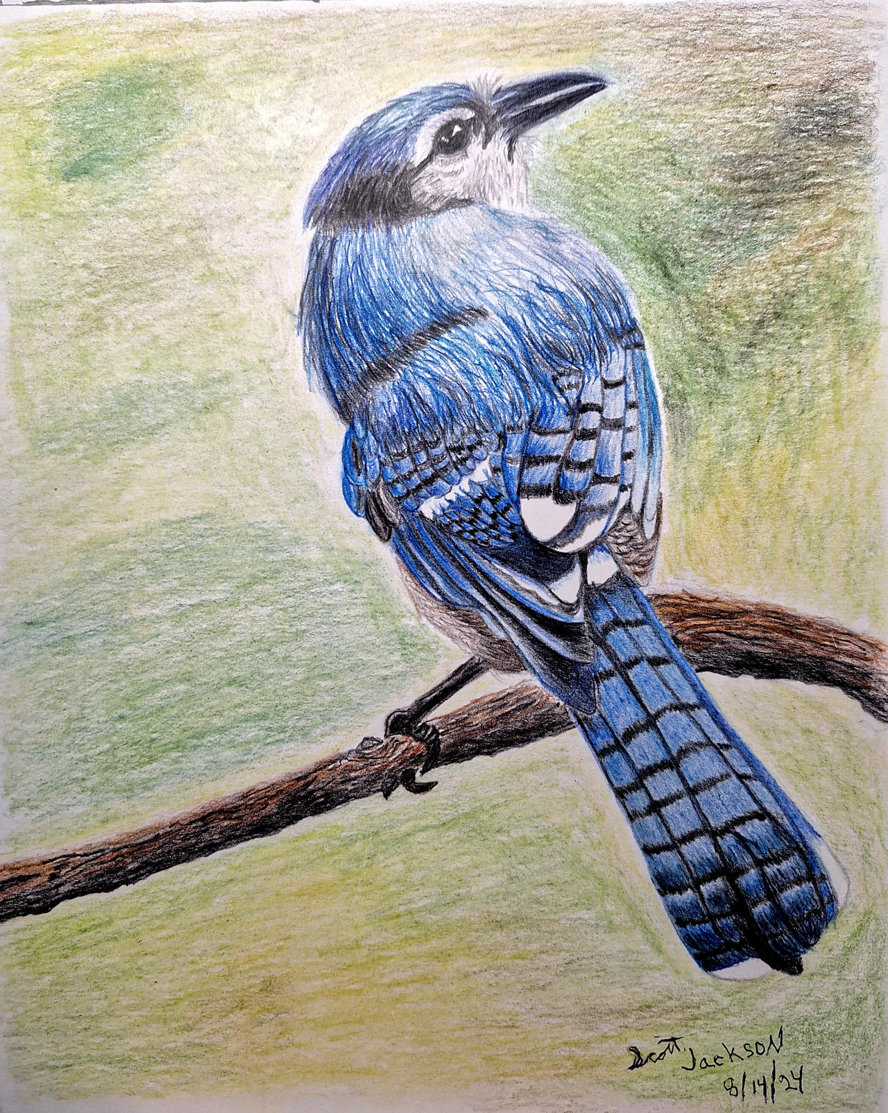 Blue Razz Drawing Blue Colored Pencil Drawing