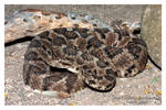 Baja California Rattlesnake 2 by shaggz86