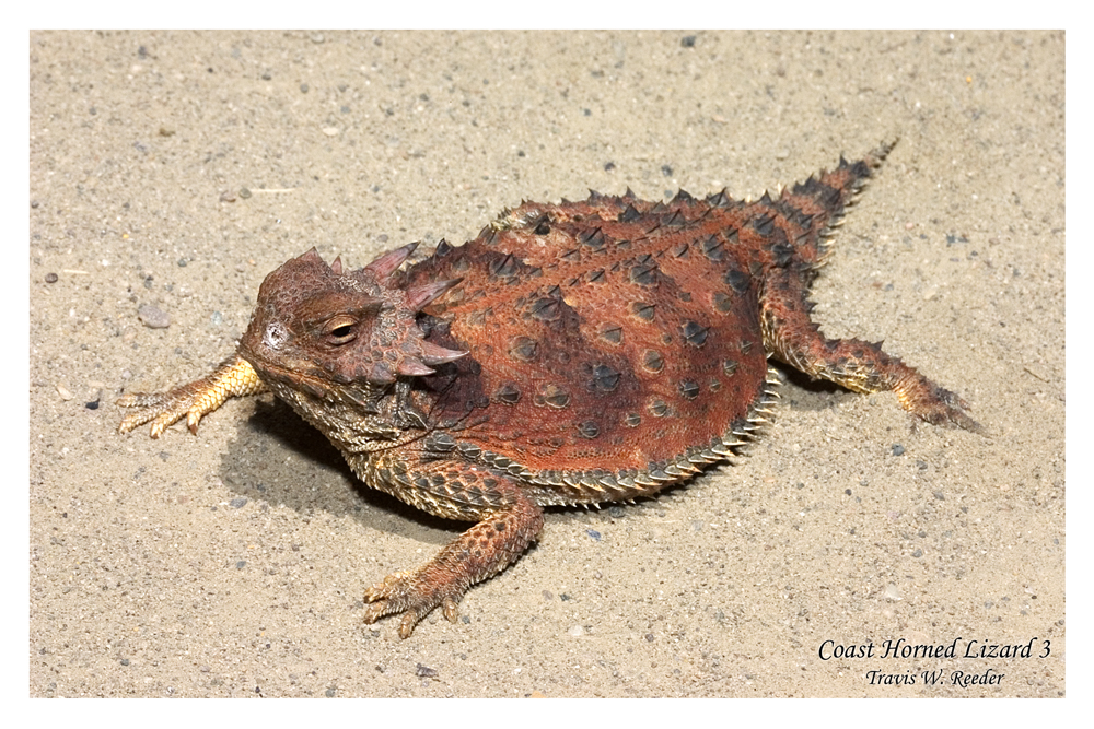 Coast Horned Lizard 3