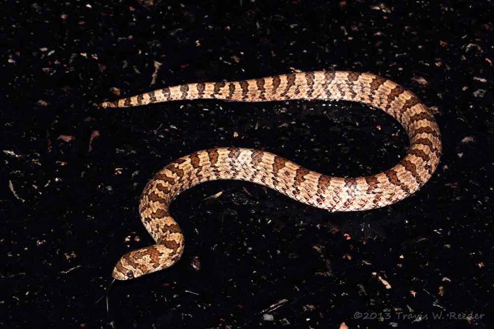 Gyalopion canum by shaggz86 on DeviantArt