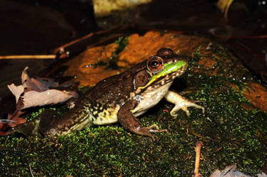 Lithobates clamitans