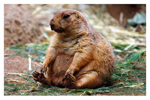 Champion Prairie Dog