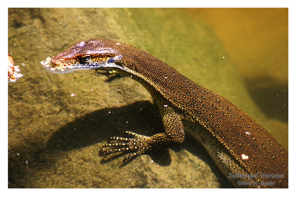 Submerged Mertensi