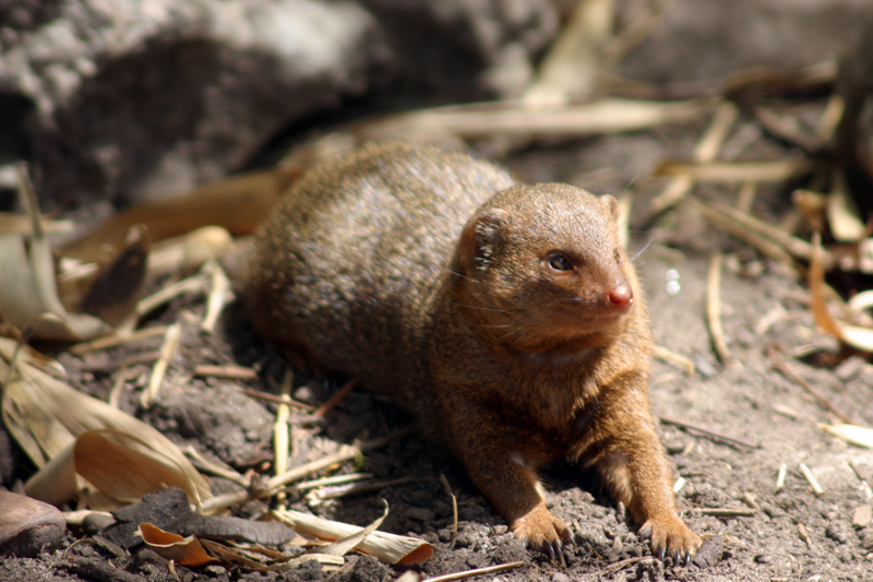 Mongoose