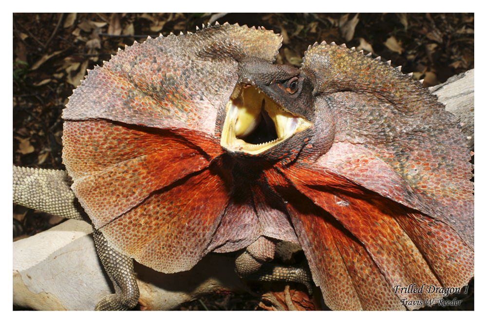 Frilled Dragon 1