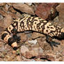 Gila Monster