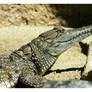 Indonesian Crocodile