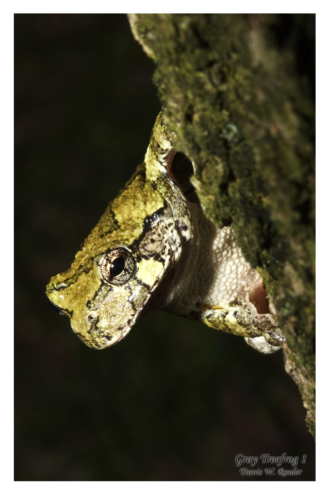 Gray Treefrog 1