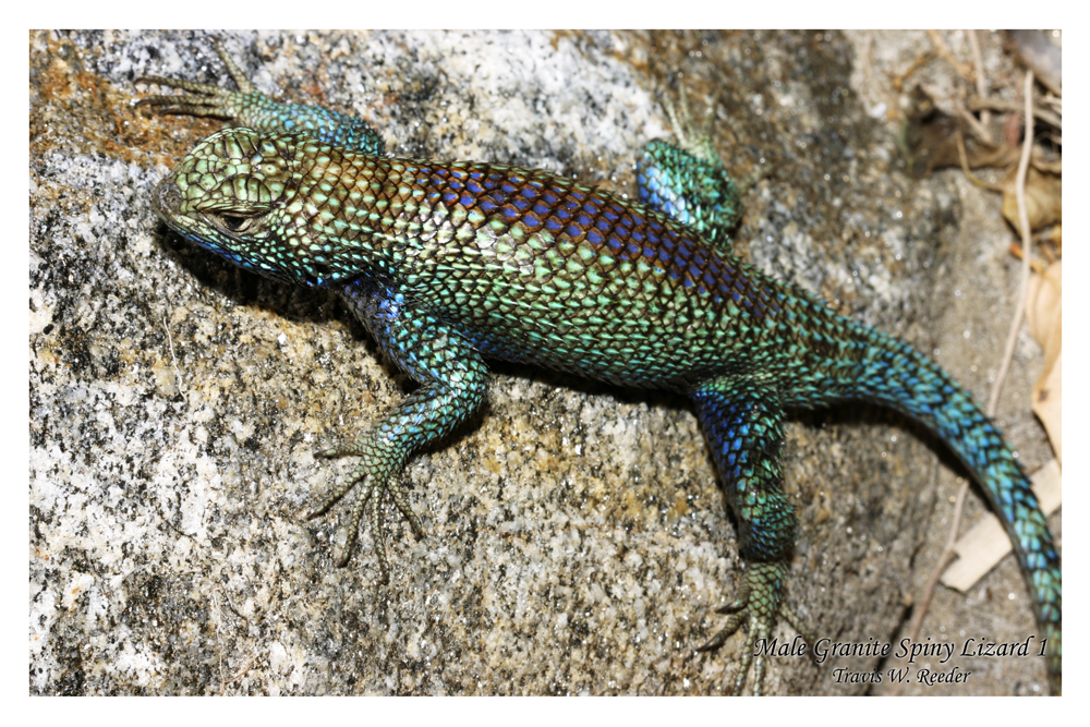 Male Granite Spiny Lizard 1