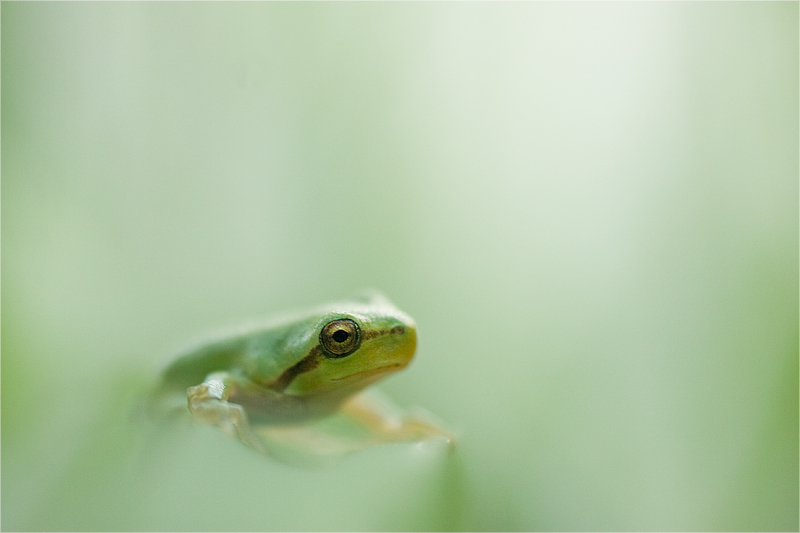 Hyla arborea 2