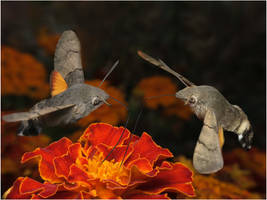 Macroglossum stellatarum