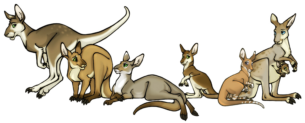 Australis Plains Kangaroos