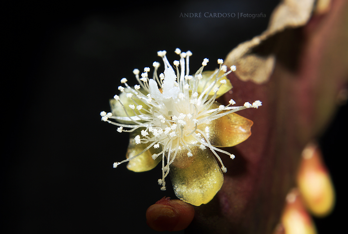 Flower of Winter