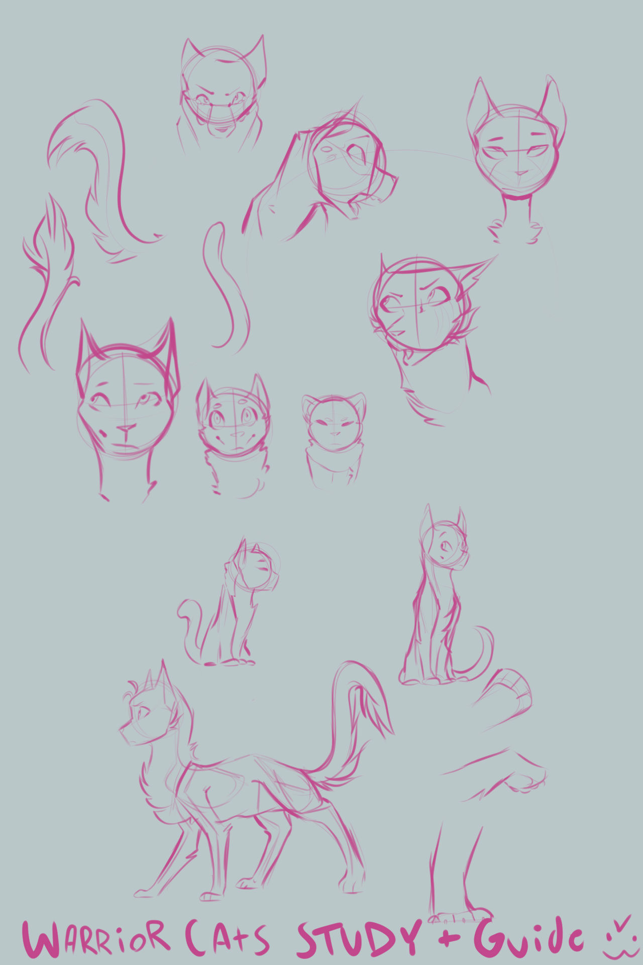 Cat Study Reference Cat Study/Reference/Examples by RyaTheArtist on DeviantArt