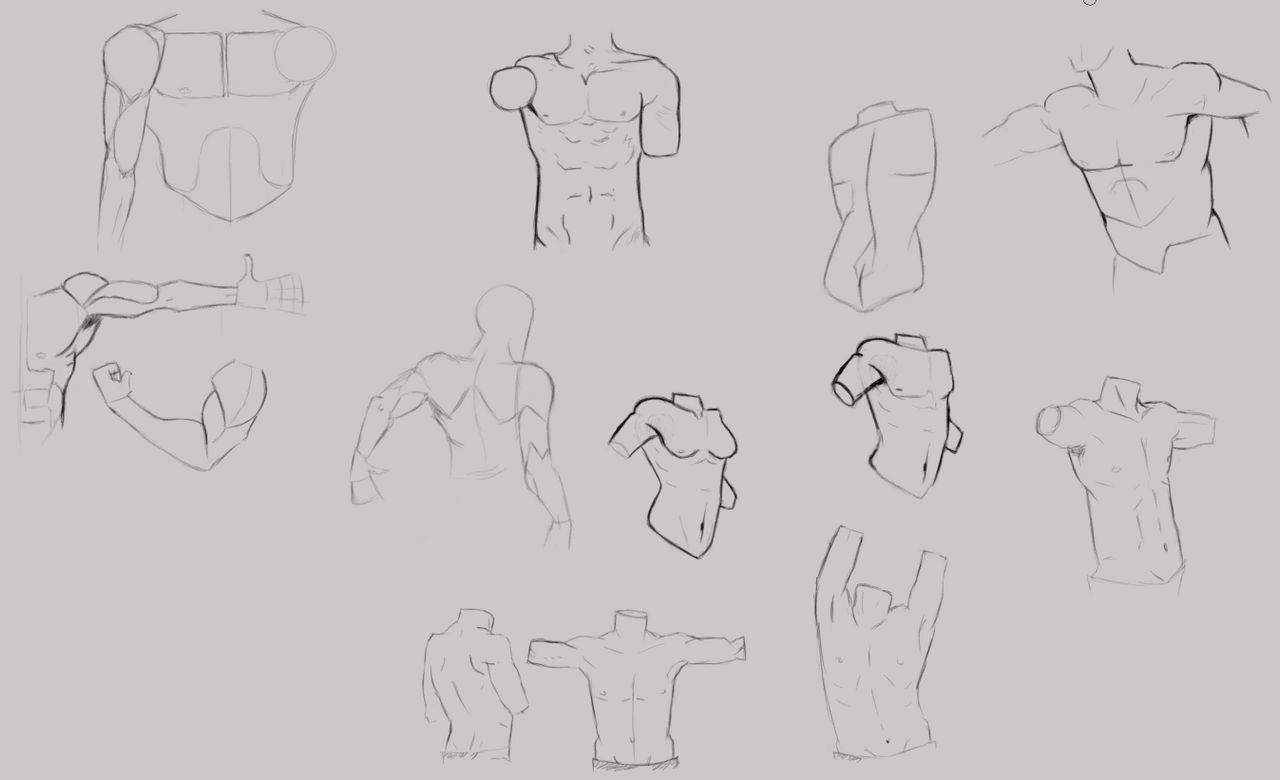 Writhing Torso Torso practice by Stengon on DeviantArt