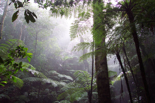 Rainforest Fog