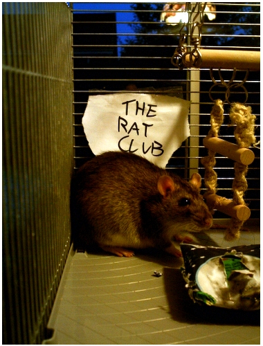 Rat Club ID