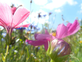 Flower field