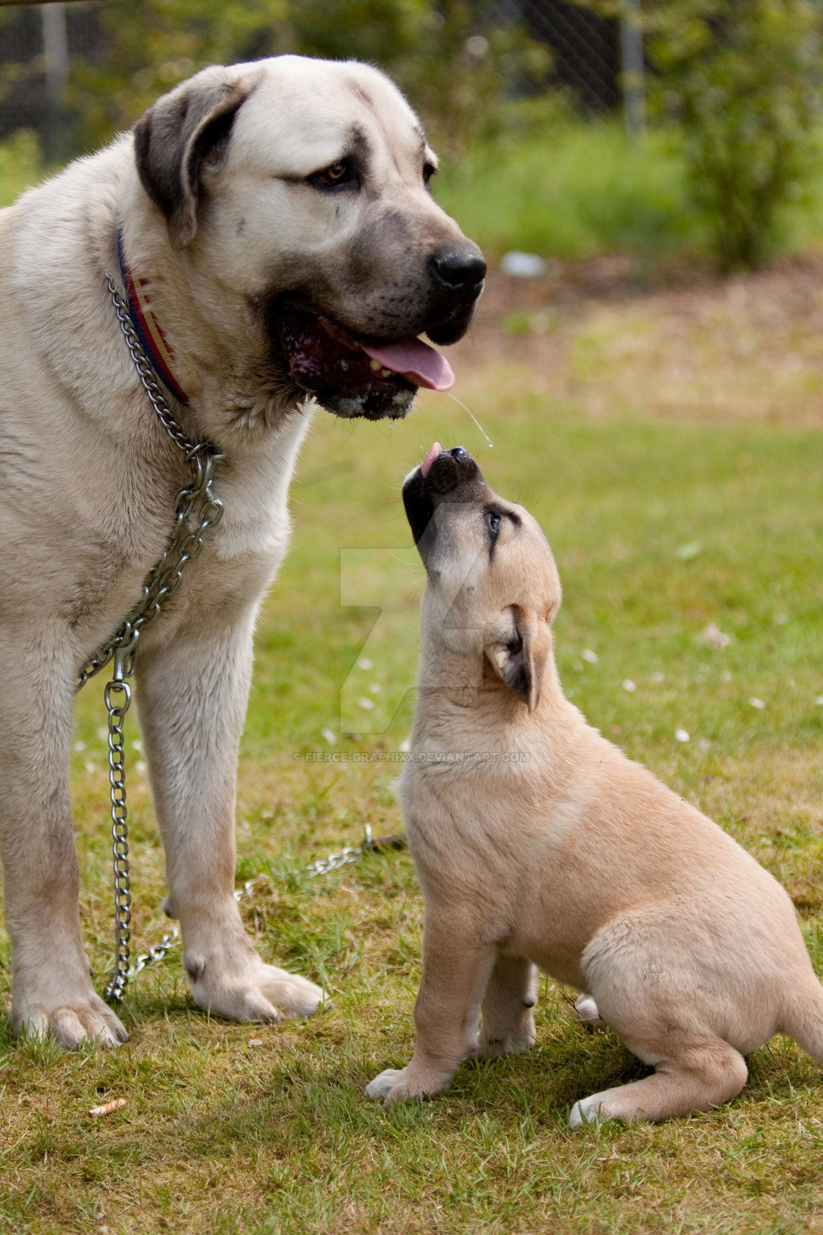 Kangal7