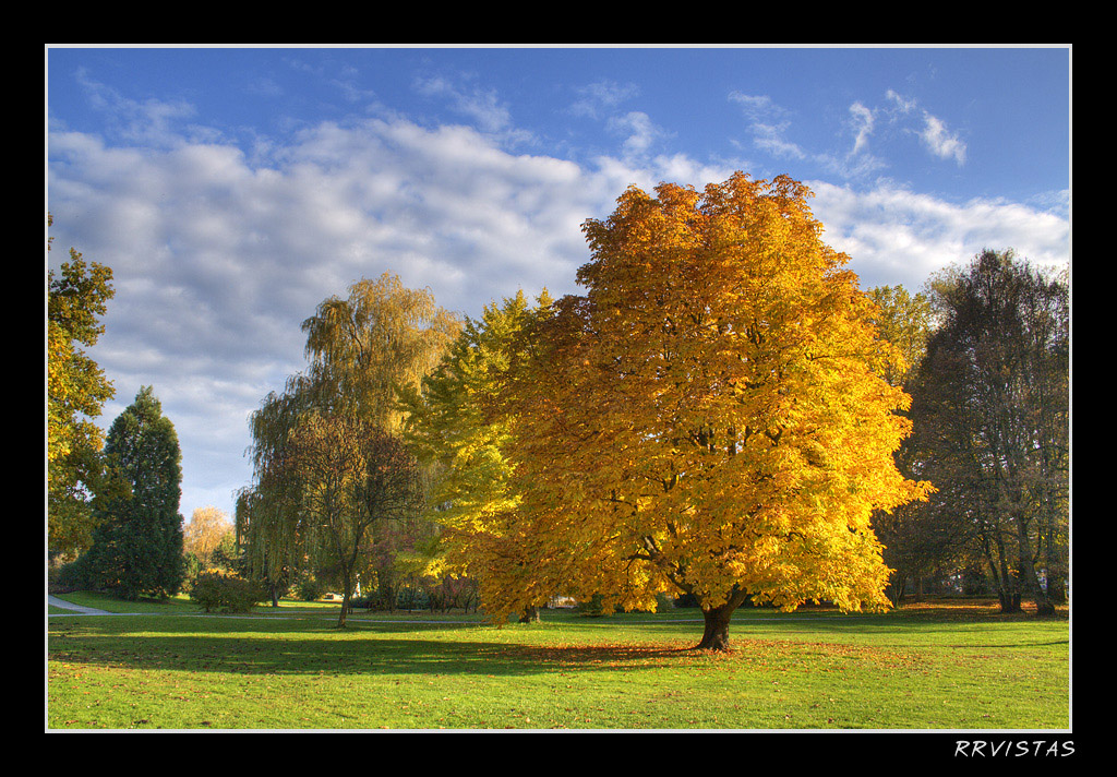 Autumn Gold