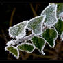frosted leaves